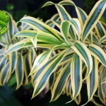 Dracaena 1 Genus, 120+ Spesies, Ribuan unik Manfaat