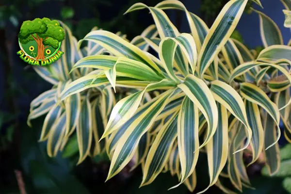 Dracaena 1 Genus, 120+ Spesies, Ribuan unik Manfaat 1 Dracaena 1 Genus, 120+ Spesies, Ribuan unik Manfaat