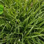 Fescues 1 Rumput Hias yang Memukau Mata