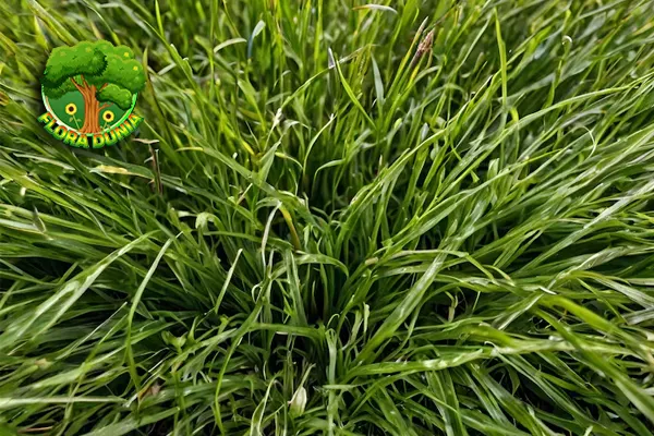 Fescues 1 Rumput Hias yang Memukau Mata