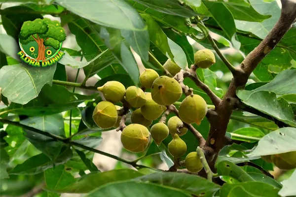 Kedoya Tumbuhan Unik Segudang 11 Manfaat