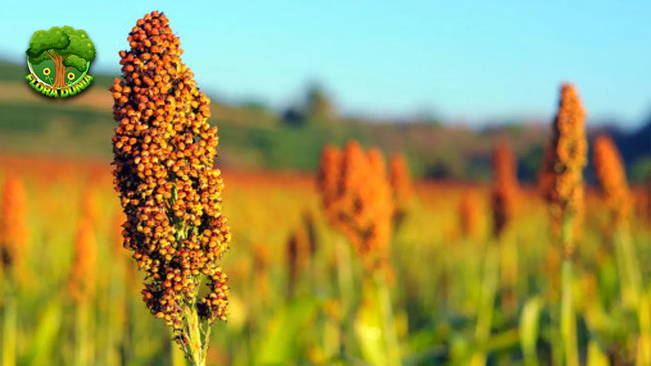 Sorghum 2 Jenis Sorghum Paling Populer di Indonesia!