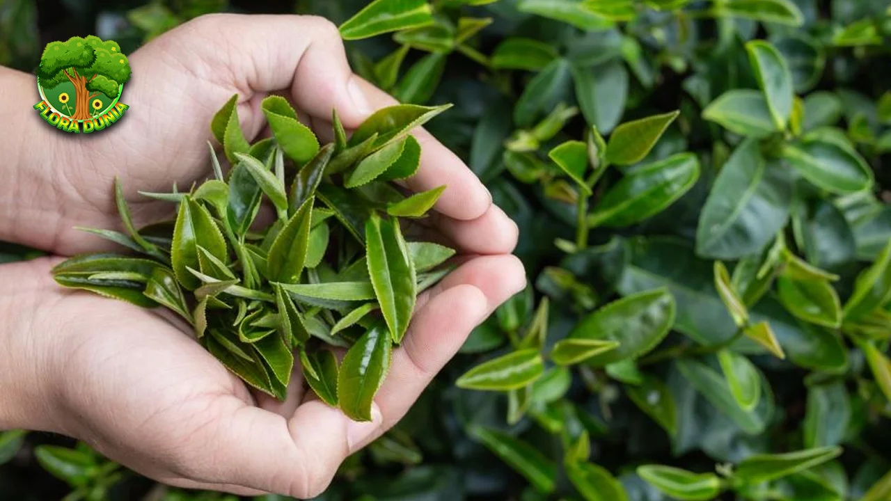 Tumbuhan Teh dalam 8 Budaya Terus Dilestarikan