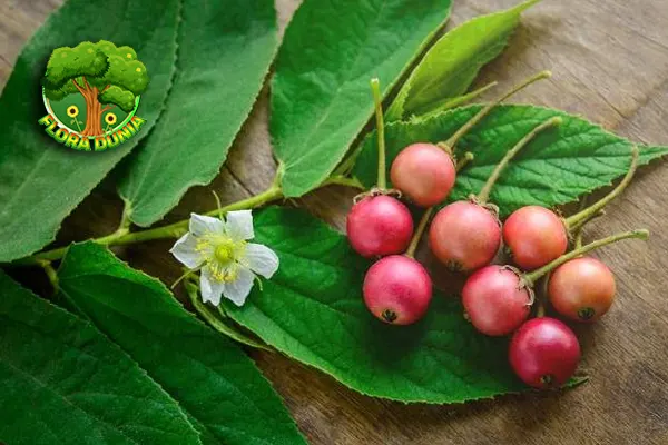 Tumbuhan Kersen 8 Keunikan yang Bikin Cantik