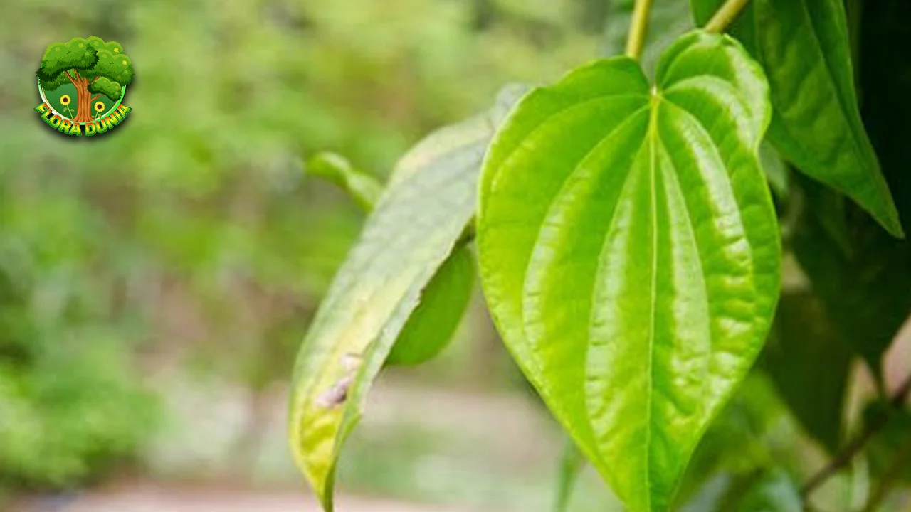 Daun Sirih 1 Tumbuhan Tradisional Manfaat Hebat 2 Daun Sirih 1 Tumbuhan Tradisional Manfaat Hebat
