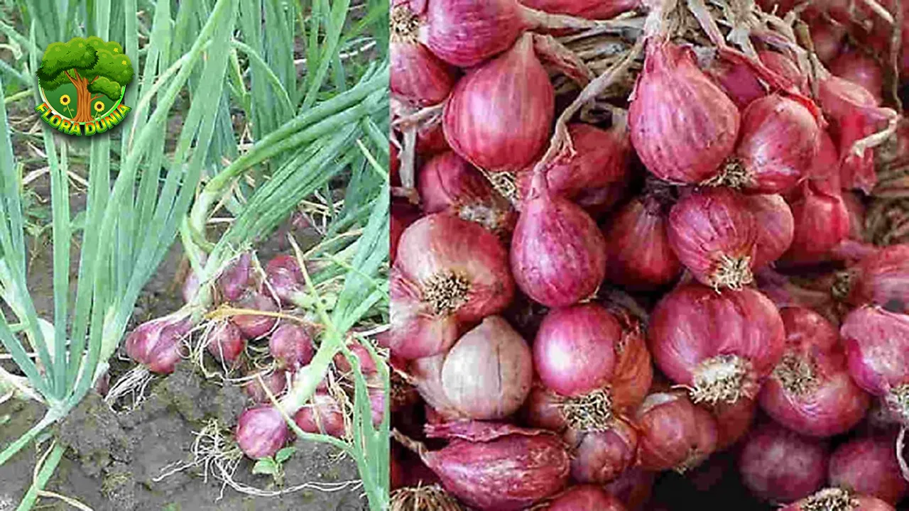 Bawang Merah, Si Kecil yang Kaya 20 Fungsi 2 Bawang Merah, Si Kecil yang Kaya 20 Fungsi