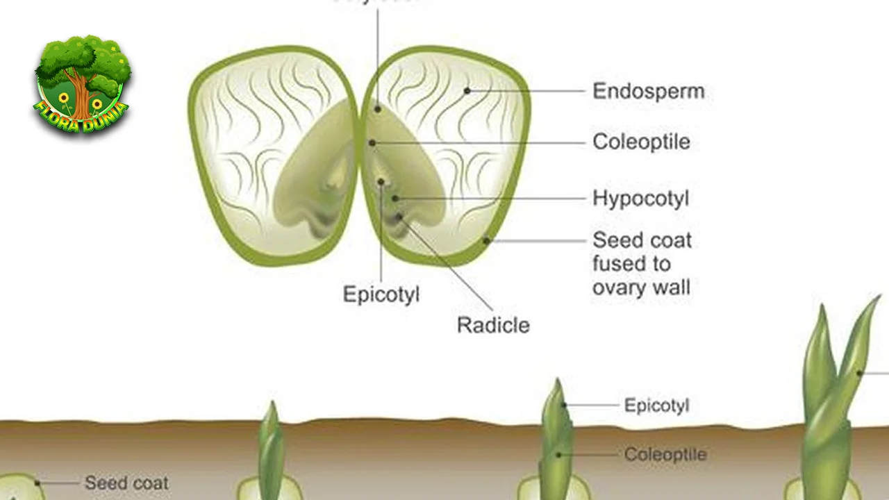 Monokotil Kisah Tersembunyi di Balik 18 Biji Tunggal
