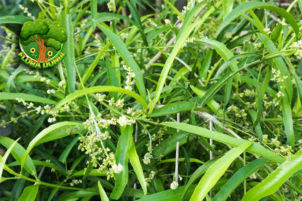 Zodia Cantik Wangi dan Bikin Nyamuk2 Kabur!