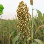 Sorghum 2 Jenis Sorghum Paling Populer di Indonesia!