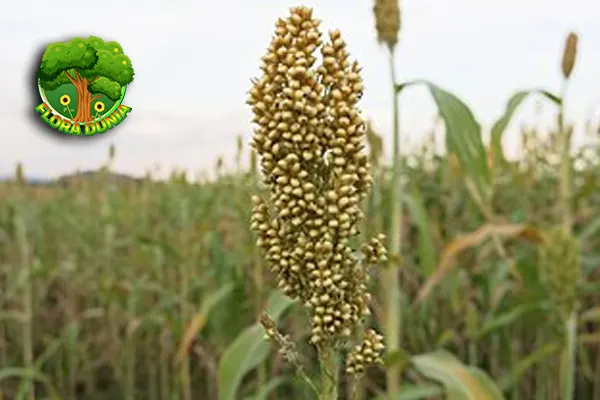 Sorghum 2 Jenis Sorghum Paling Populer di Indonesia!