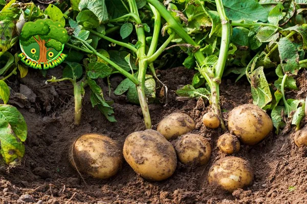 Kentang Si Umbi Ajaib Menyelamatkan 100 Dunia!