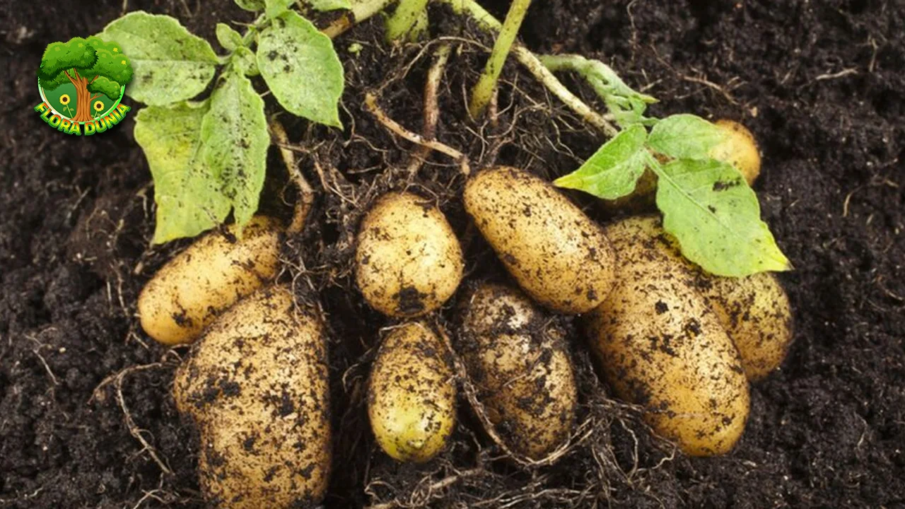 Kentang Si Umbi Ajaib Menyelamatkan 100 Dunia!