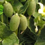 Jangan Remehkan! Cucumber dalam Segudang 6 Khasiat!