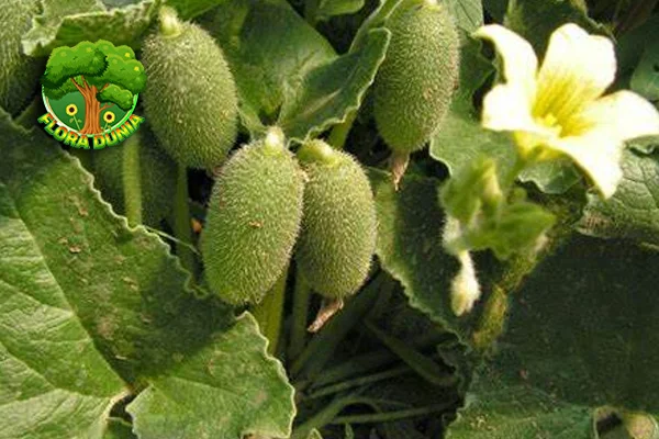 Jangan Remehkan! Cucumber dalam Segudang 6 Khasiat!