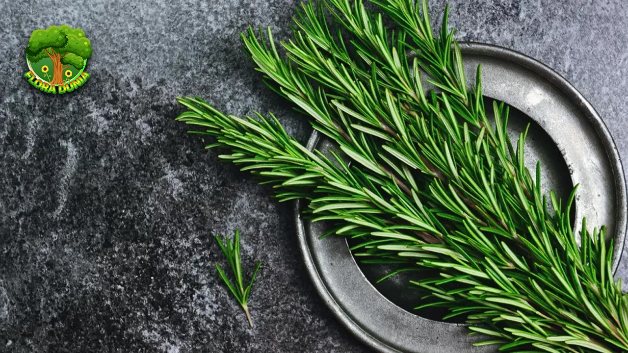Rosemary 1 Tanaman Ajaib Bikin Enak, Badan Sehat!