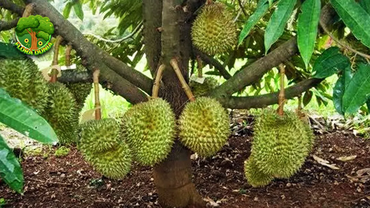 Pohon Durian & 9 Fakta Seru yang Jarang Diketahui