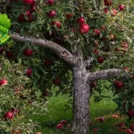 Pohon Apel dan 20 Cerita di Balik Buah Super