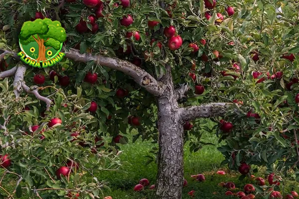 Pohon Apel dan 20 Cerita di Balik Buah Super