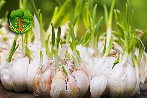 Bawang Putih 17 Tameng Alami Keluarga Sehat