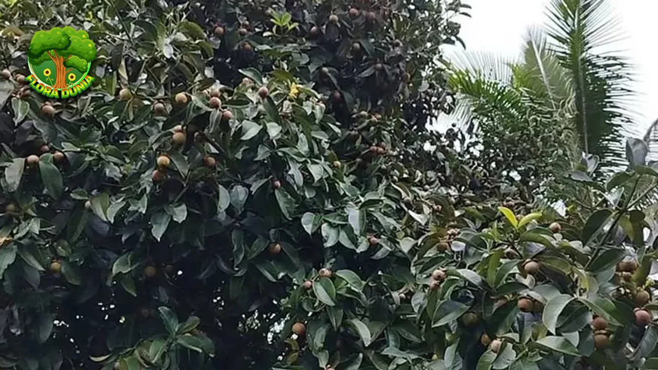 Pohon Manggis, 25 Harta Tropis Jarang Disadari
