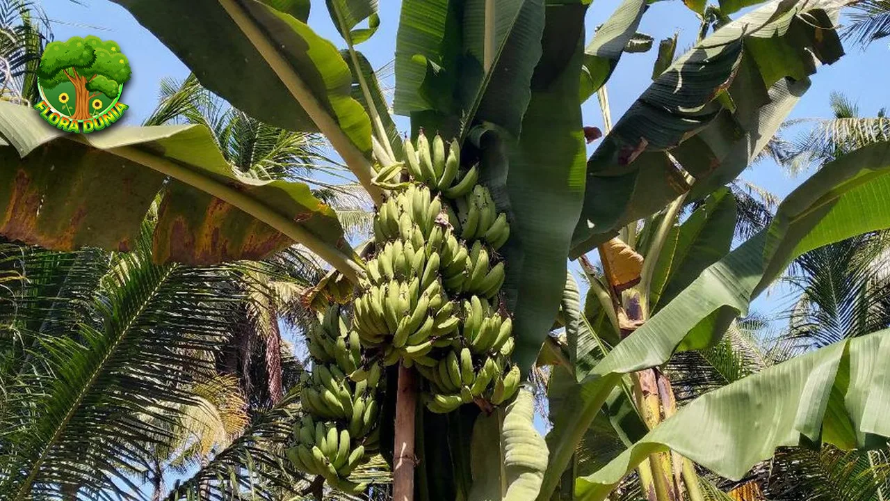 Pohon Pisang 7 Si Hijau Selalu Bikin Terpesona 4 Pohon Pisang 7 Si Hijau Selalu Bikin Terpesona