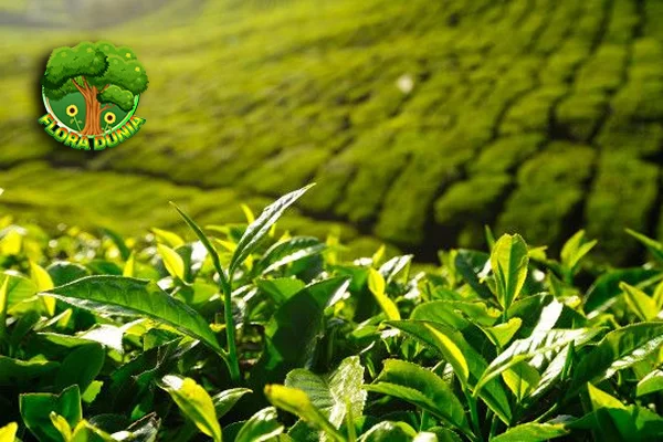 Tumbuhan Teh dalam 8 Budaya Terus Dilestarikan