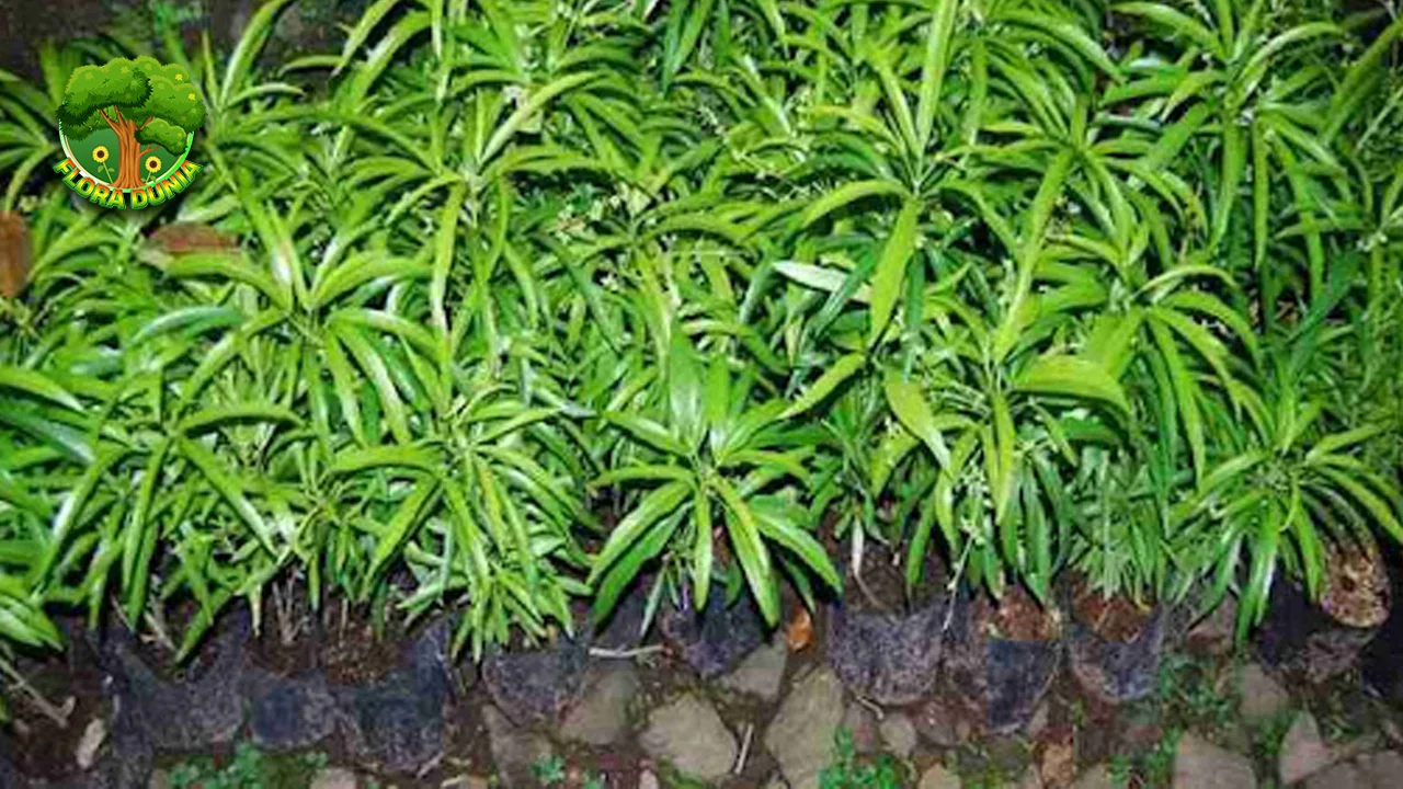 Zodia Cantik Wangi dan Bikin Nyamuk2 Kabur!