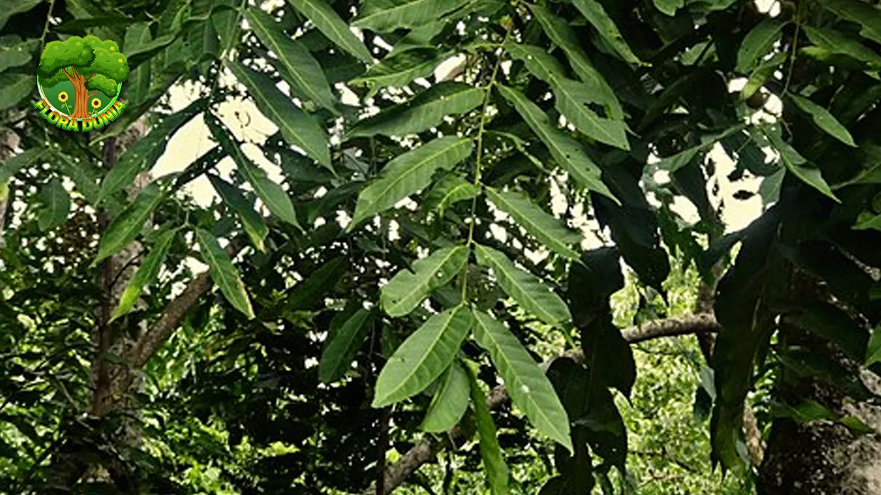 Kedoya Tumbuhan Unik Segudang 11 Manfaat 2 Kedoya Tumbuhan Unik Segudang 11 Manfaat