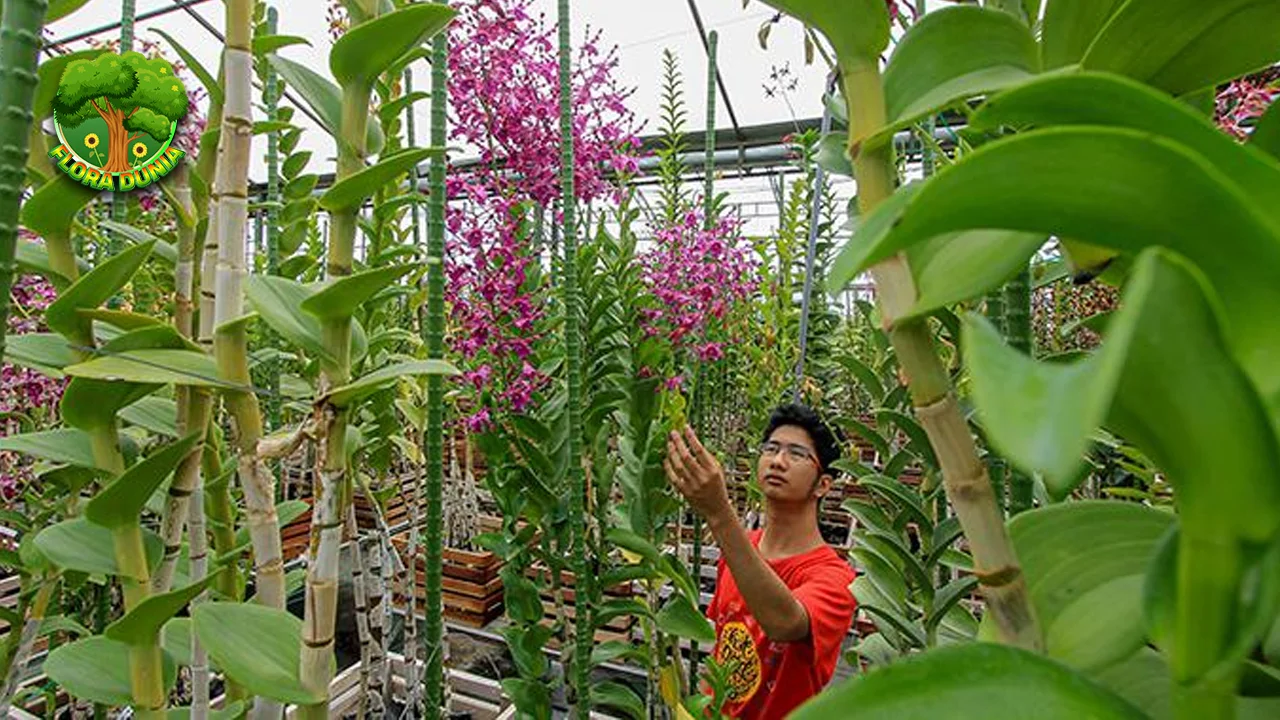 Anggrek 8 Inspirasi Tanpa Batas dari Alam Semesta 2 Anggrek 8 Inspirasi Tanpa Batas dari Alam Semesta