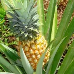 Pohon Nanas Si Tajam yang Bikin 100x Segar!