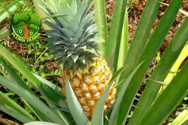 Pohon Nanas Si Tajam yang Bikin 100x Segar!