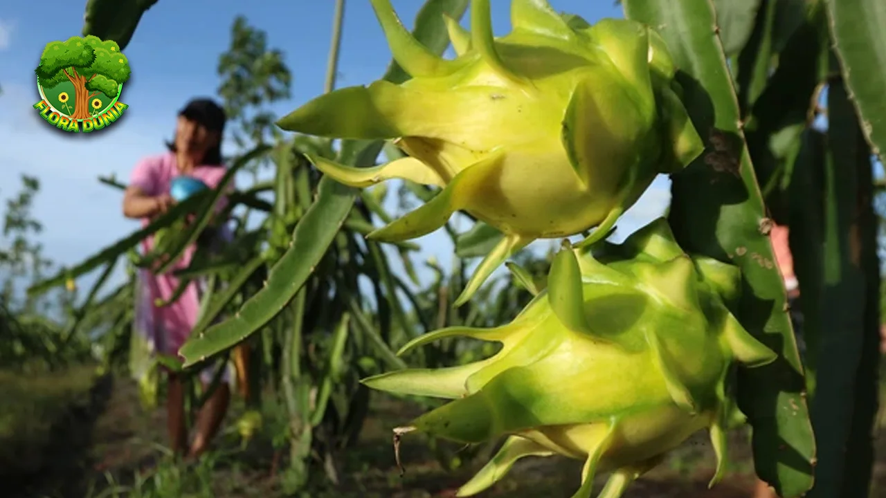 Buah Naga Kuning 10 Cahaya Tropis di Piringmu