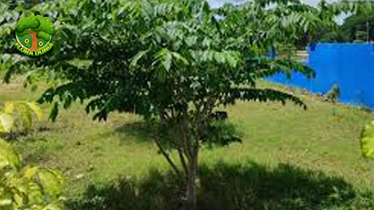 Tumbuhan Kersen 8 Keunikan yang Bikin Cantik