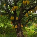 Pohon Nangka 8 Keajaiban Alam Kaya Manfaat