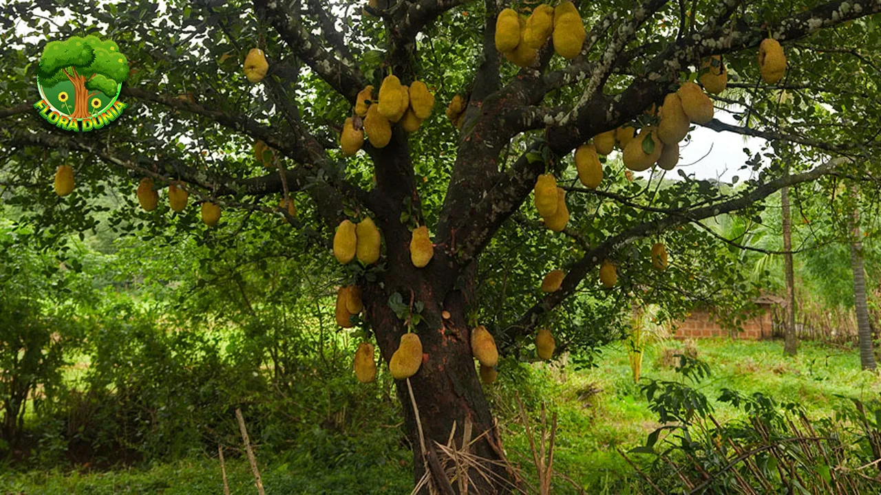 Pohon Nangka 8 Keajaiban Alam Kaya Manfaat