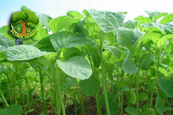 Bayam 12 Rahasia Popeye dan Kesehatanmu!