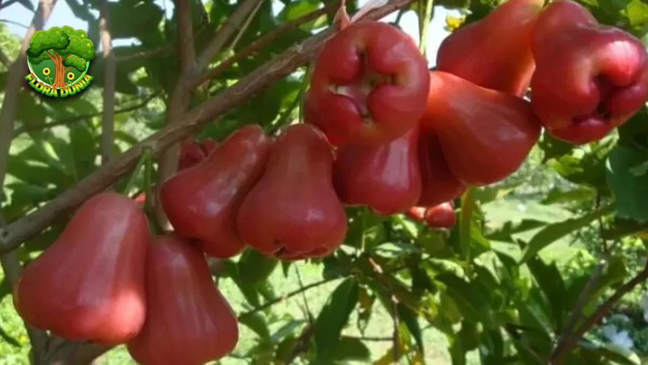 Pohon Jambur Air, 11 Keindahan Alam Super Segar