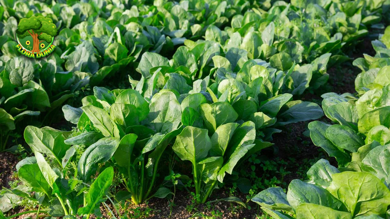 Bayam 12 Rahasia Popeye dan Kesehatanmu!