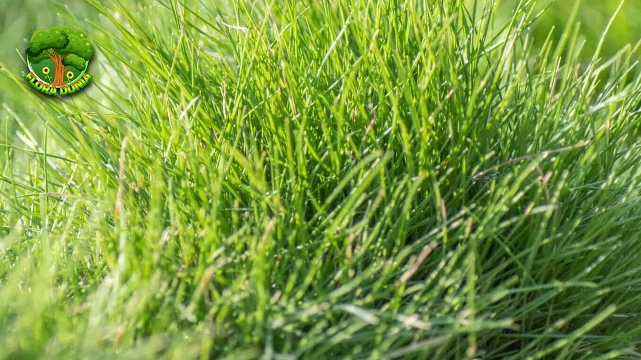 Fescues 1 Rumput Hias yang Memukau Mata