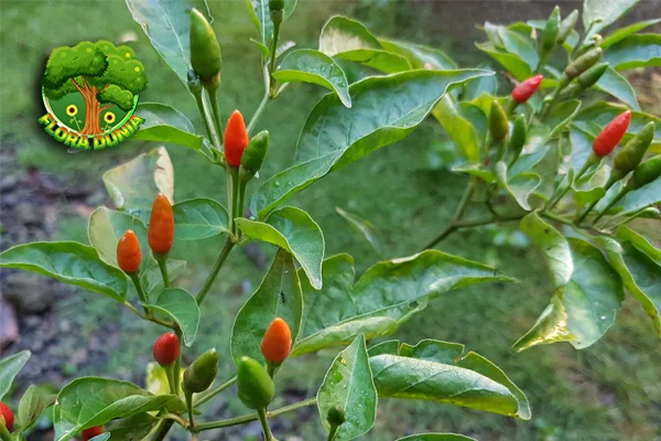 Si Pedas yang Membara Kisah Unik 10 Pohon Cabai