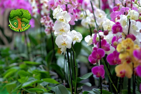 Anggrek 8 Inspirasi Tanpa Batas dari Alam Semesta