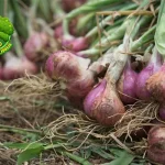 Bawang Merah, Si Kecil yang Kaya 20 Fungsi