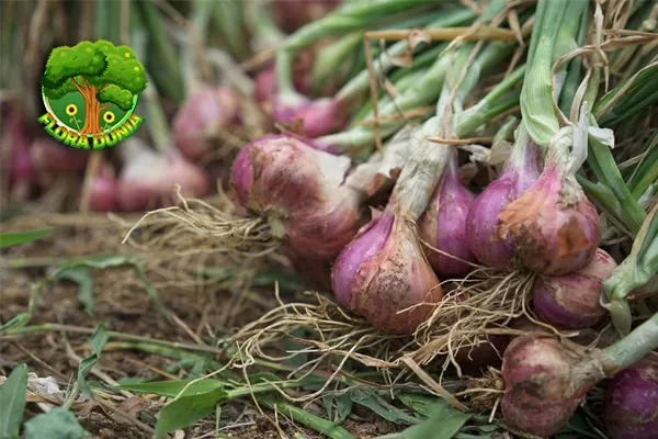 Bawang Merah, Si Kecil yang Kaya 20 Fungsi