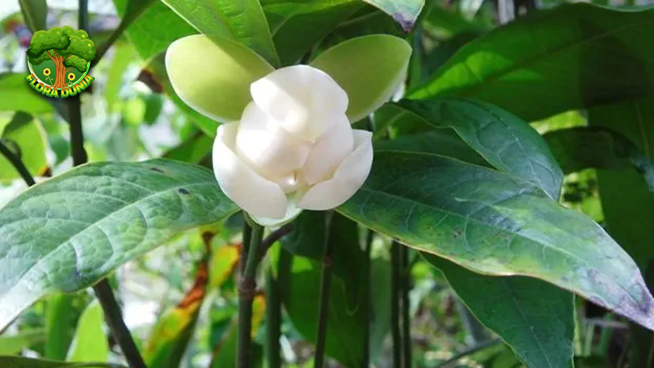 Cempaka Telor 52 Tumbuhan Unik Alam Indonesia
