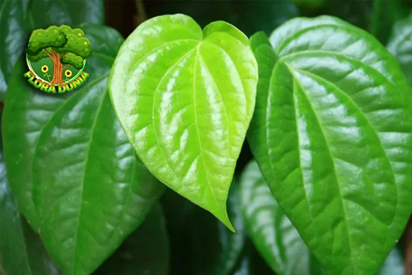 Daun Sirih 1 Tumbuhan Tradisional Manfaat Hebat