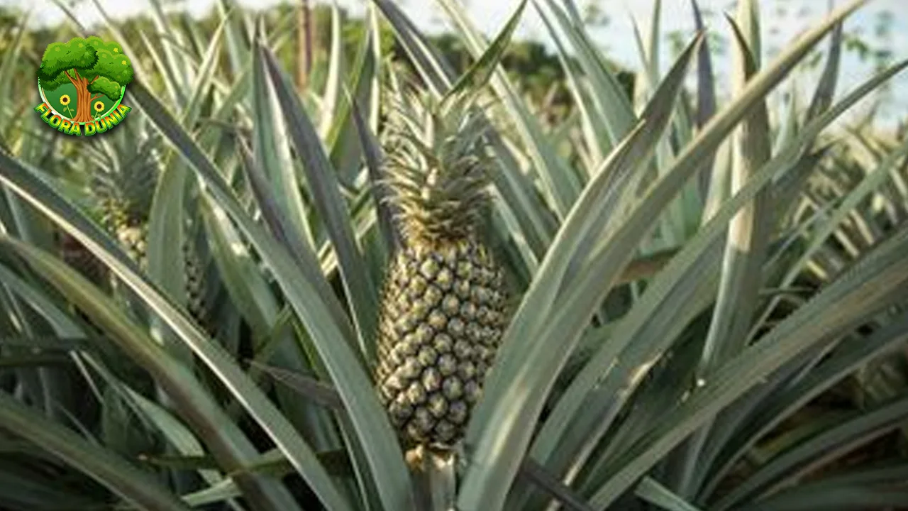 Pohon Nanas Si Tajam yang Bikin 100x Segar! 2 Pohon Nanas Si Tajam yang Bikin 100x Segar!