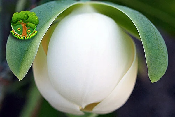 Cempaka Telor 52 Tumbuhan Unik Alam Indonesia