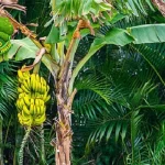 Pohon Pisang 7 Si Hijau Selalu Bikin Terpesona