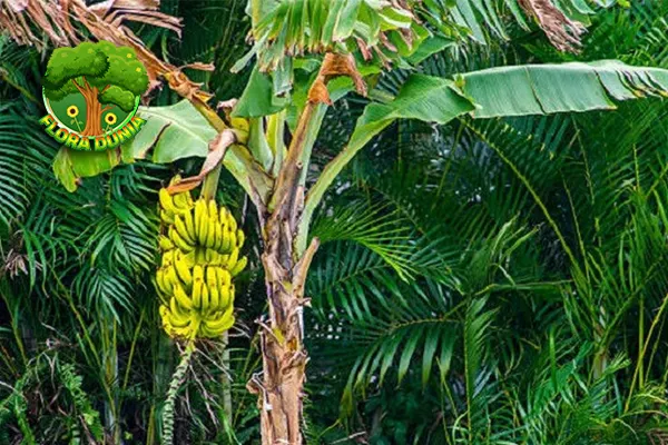 Pohon Pisang 7 Si Hijau Selalu Bikin Terpesona