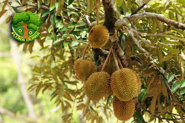 Pohon Durian & 9 Fakta Seru yang Jarang Diketahui